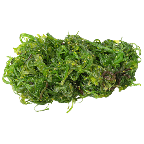 Grüner Algensalat