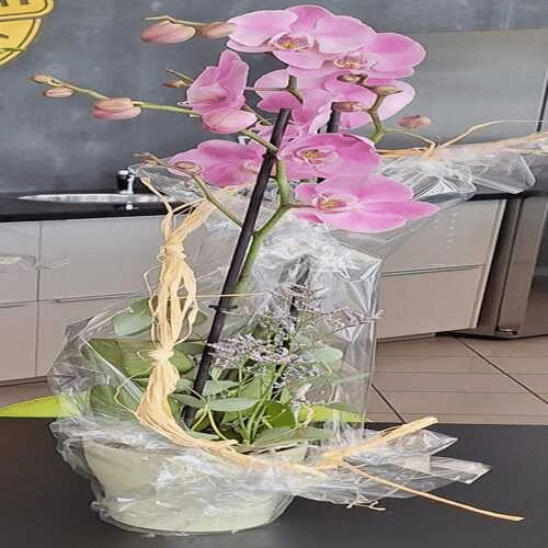 Orchideen