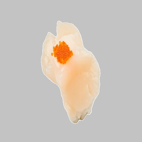 Hotategai Nigiri