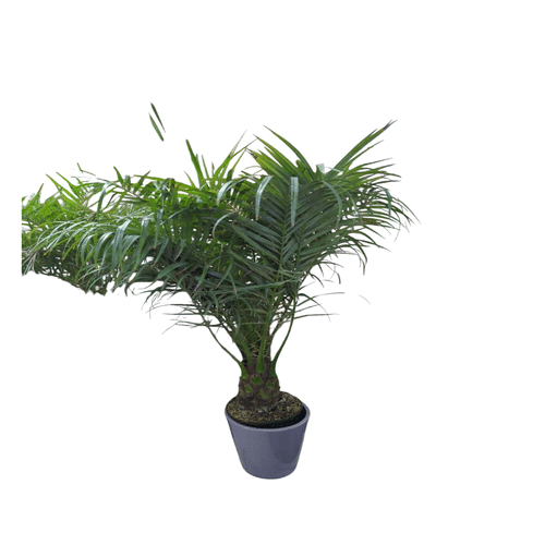 Areca Palme