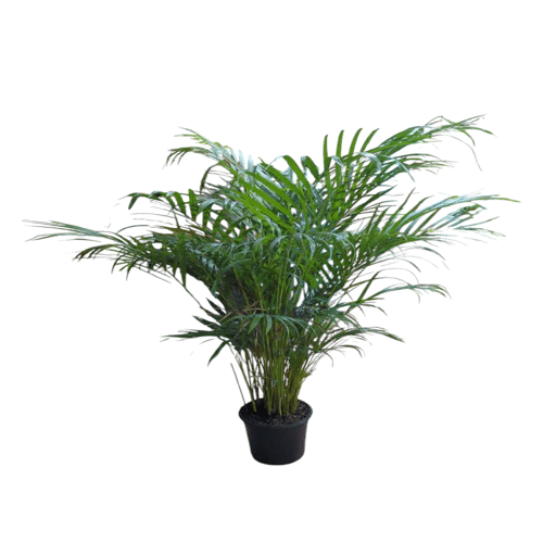 Bergpalme