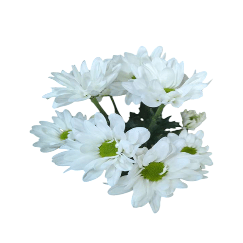 Chrysantheme weiß