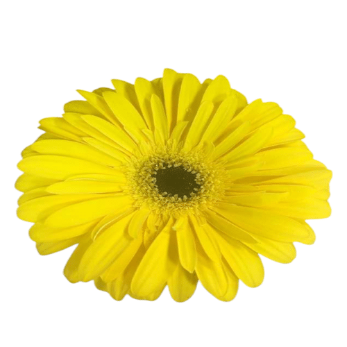 Gerbera gelb