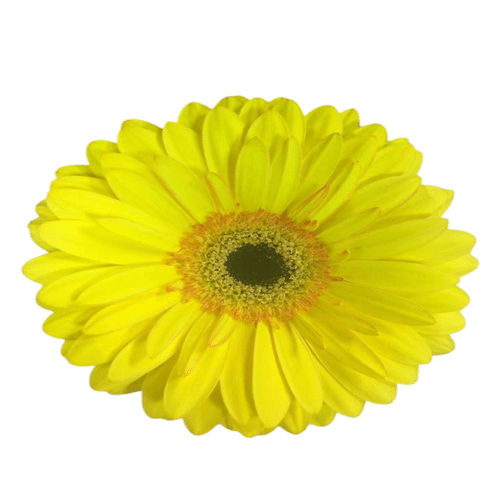 Gerbera gelb mit orange