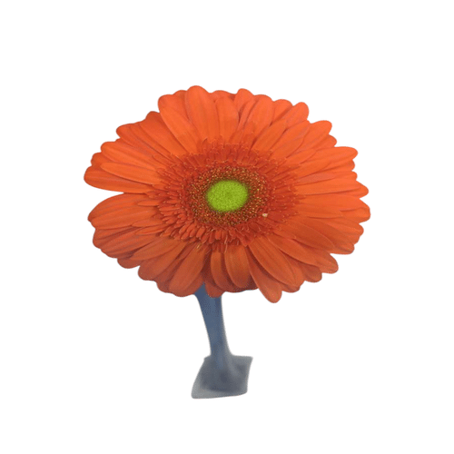 Gerbera orange