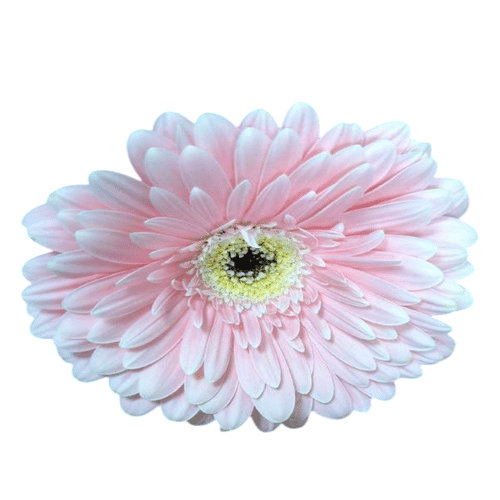 Gerbera rosa