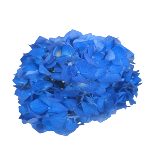 Hortensie blau