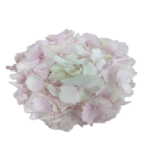 Hortensie rosa