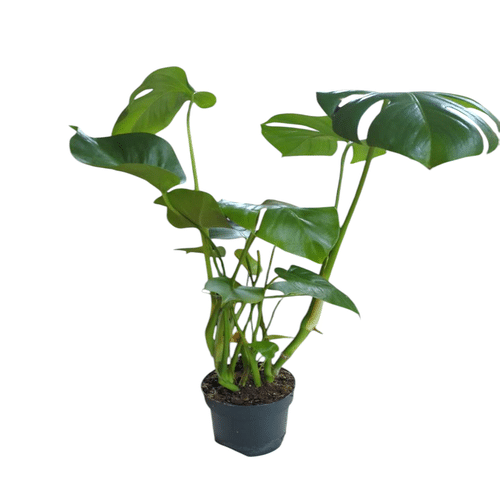 Monstera deliciosa