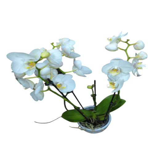 Orchidee weiß