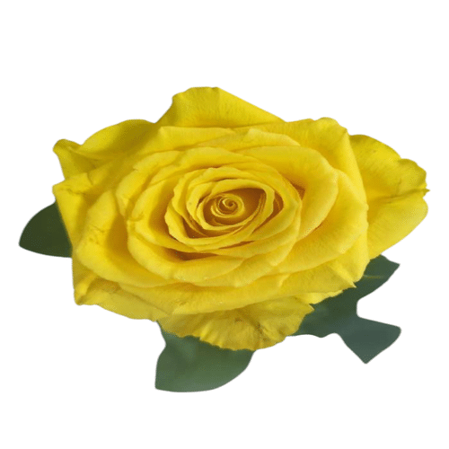Rose gelb