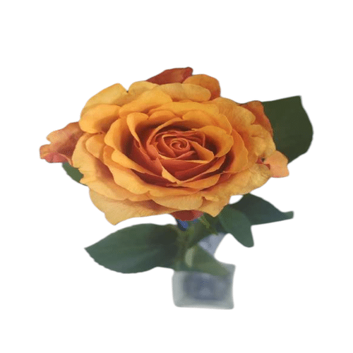 Rose Lachs