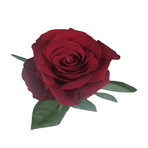 Rose rot