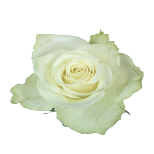 Rose weiß
