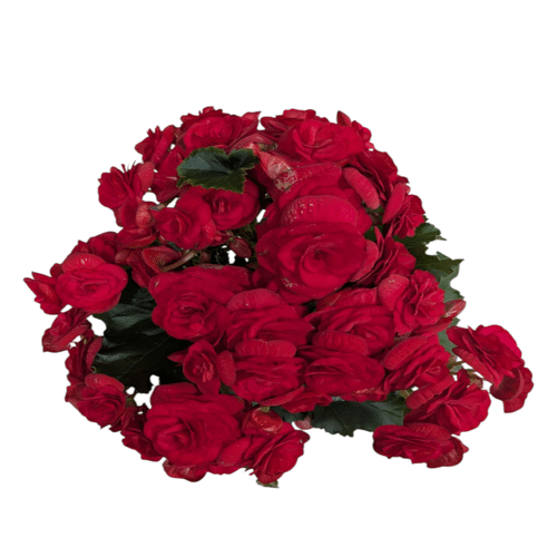 Rote Begonie
