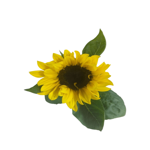 Sonnenblume