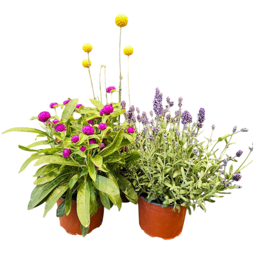 Gartenzauber 3 Stück