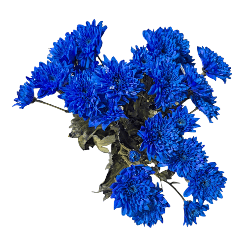 Blaue Chrysanthemen