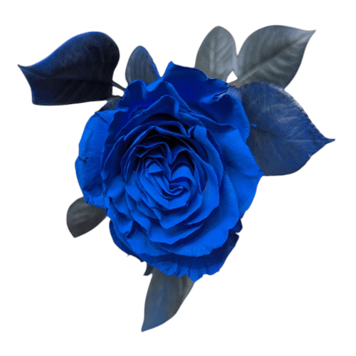 Einzelrose Blau