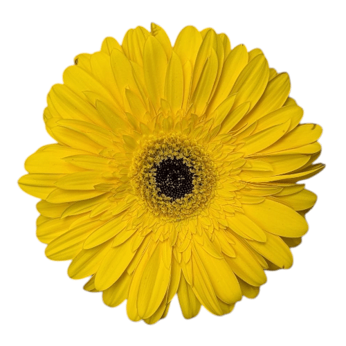Gerbera Gelb