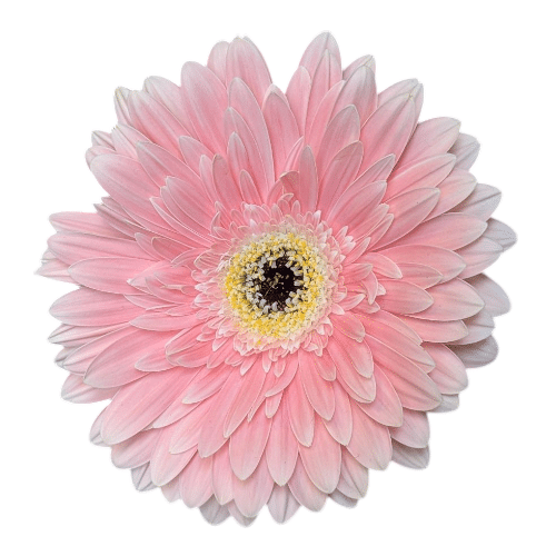 Gerbera Hellrosa