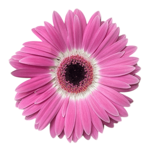 Gerbera Rosa