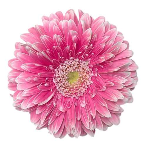Gerbera Rosa Mix