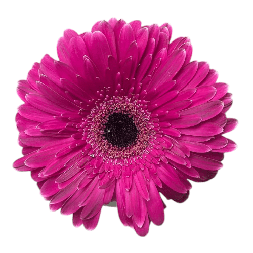 Gerbera Violett