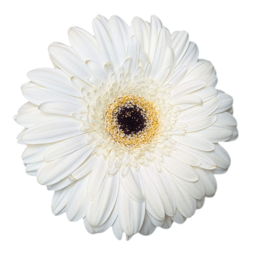 Gerbera Weiß