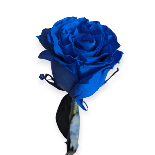 Mystisch und selten , die blaue Rose als Blickfang