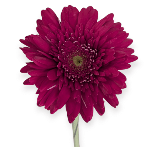 Bordeauxrote Gerbera , stark, elegant, mit Charakter