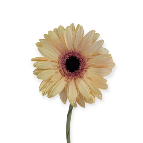 Cremig-beige Gerbera mit rosa Herz , dezent und warm
