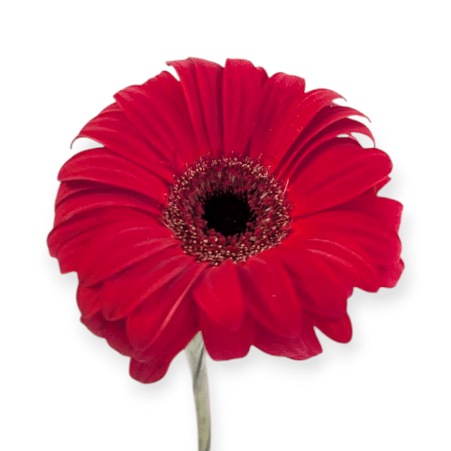 Kräftig rote Gerbera , klassisch, auffällig und voller Energie