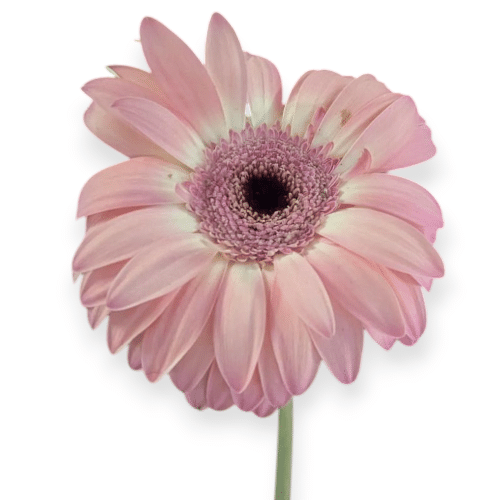 Zarte rosa Gerbera , sanft, weich, romantisch