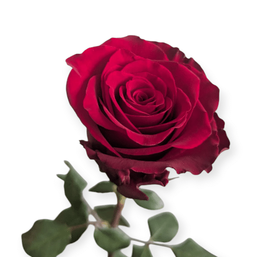 Einzelne rote Rose , symbolträchtig und edel