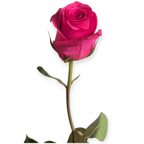Frische, leuchtende Einzelrose , liebevoll, elegant und modern
