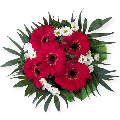Starke rote Gerbera mit weißen Blüten , klassisch und ausdrucksstark