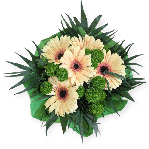 Cremefarbene Gerbera mit grünem Kontrast , natürlich und zart