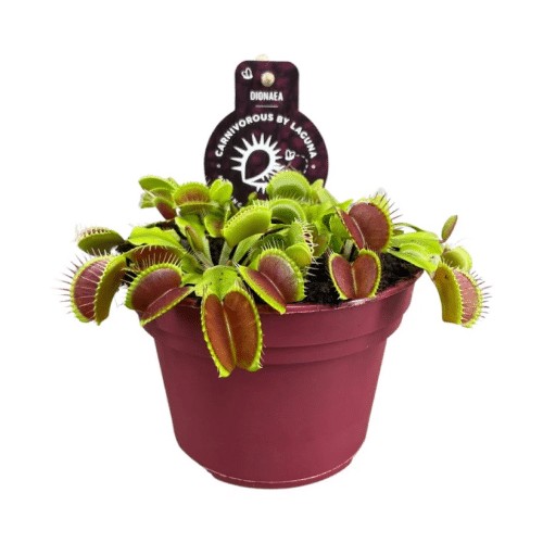 Dionaea Muscipula - Ø12 ↕12