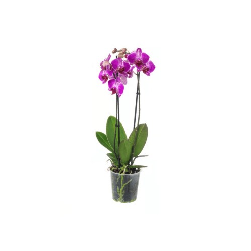 Orchideen