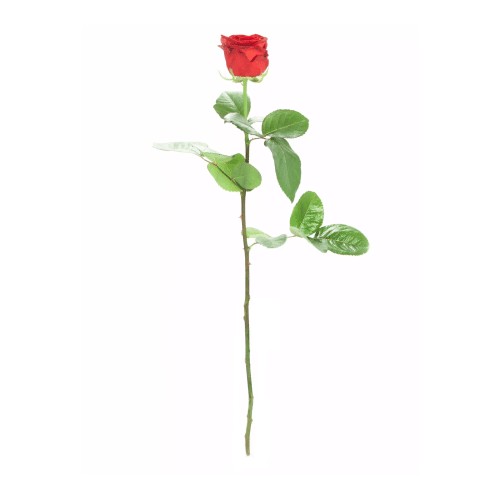 1x Naomi Rose rot mit Schleierkraut & Eukalyptus Höhe 60cm
