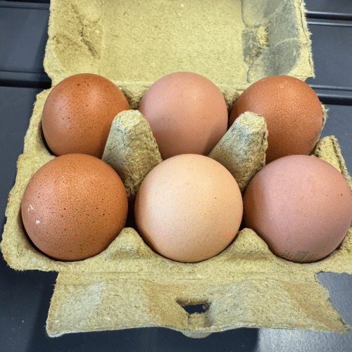 Eier