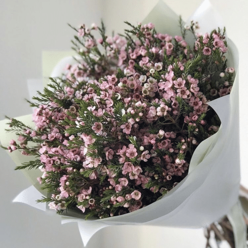 Blumenstrauß mit Wachsflower