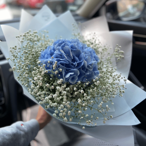 Hortensie Blau mit Schleierkraut