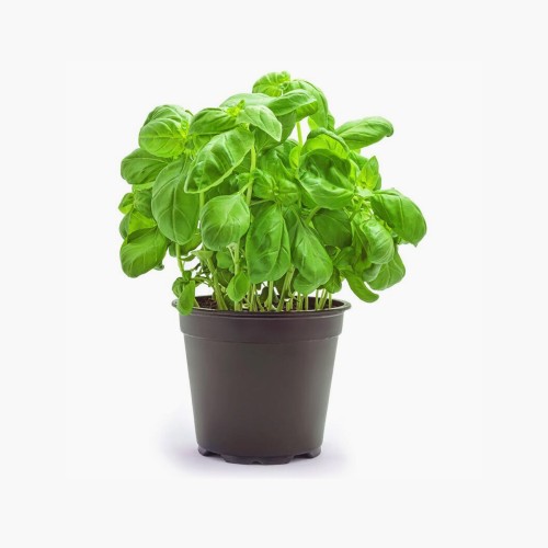 Basilikum im Topf 1 Stk.