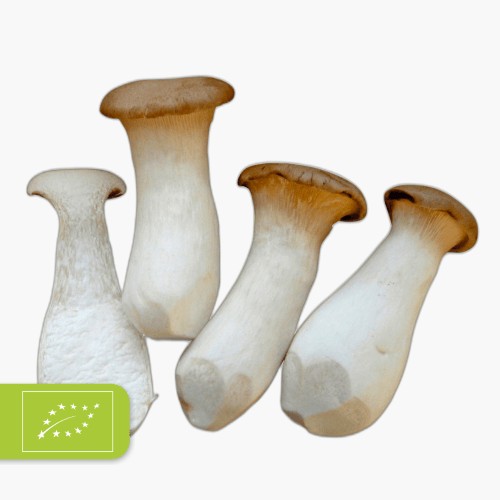 Bio Kräuterseitlinge 125g