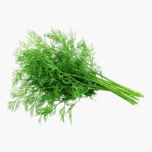 Dill 25g