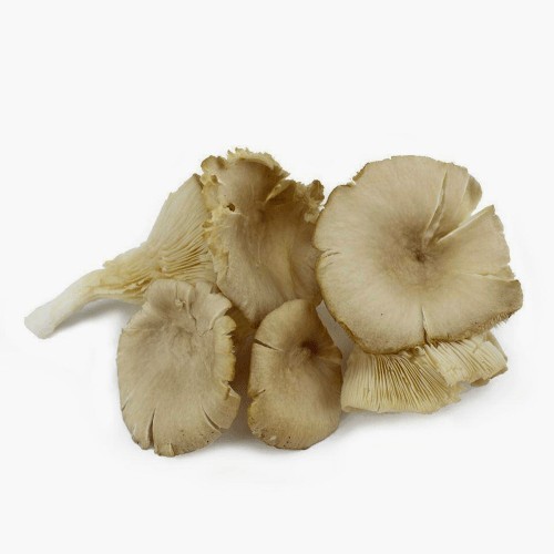 Austernpilze 200g