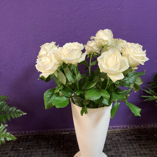 Weiße Rose