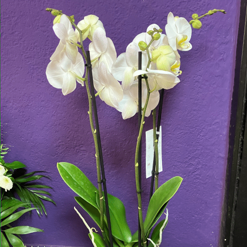 Orchidee